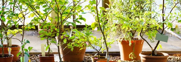 Topfpflanzen im Gewächshaus